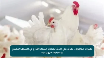 تغيرات مفاجئة.. تعرف على أحدث تحركات أسعار الفراخ في السوق المصري وأسبابها الرئيسية